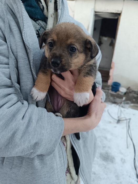 Веселые щеночки-звоночки