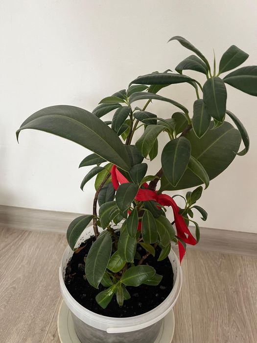 Комнатные домашние цветы