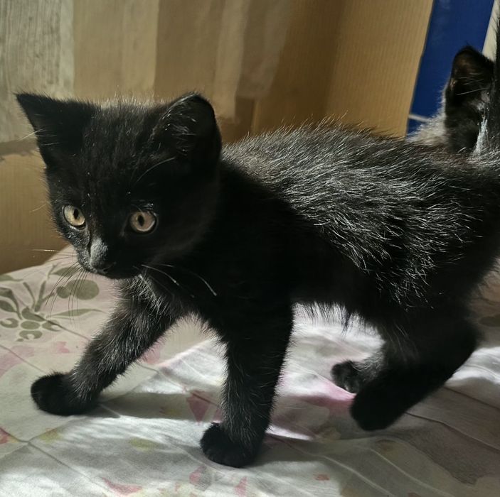 Отдам котят в добрые руки