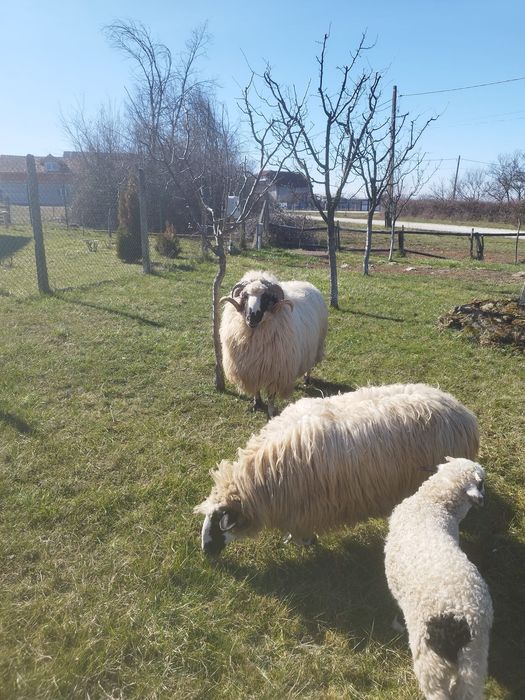 Berbec breaz de 2 ani la prima monta.Berbecul arata bine merita vazut!