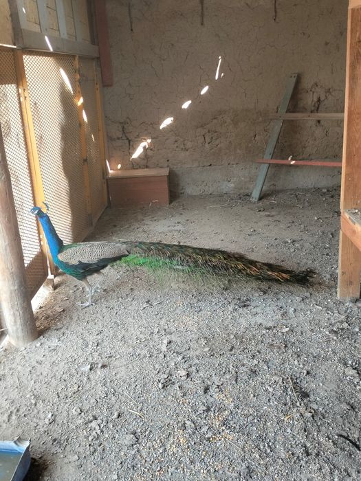 Паблин сатылады 80 мың Саудасы бар