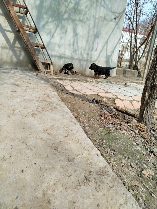 Afcharka nemetiakiy bolalari 1 yarim oylik