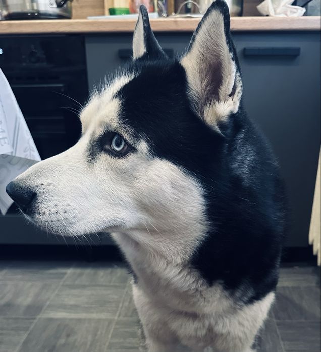 Хаски в добрые руки