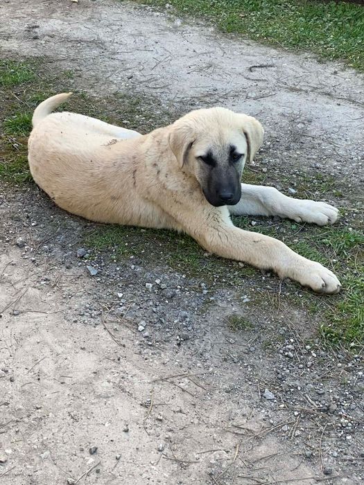 Куче Кангал женско