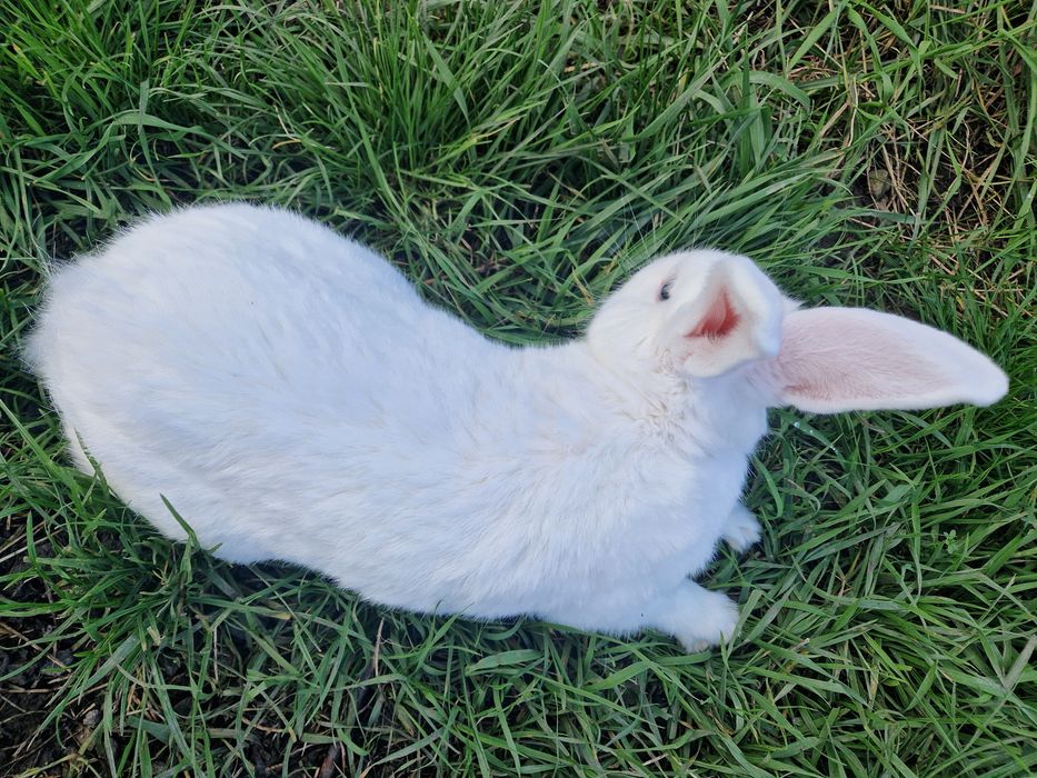 Vând 4 iepuri 3 masculi și o femela