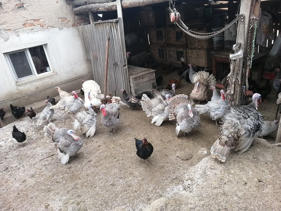 Vând curcani de casă.