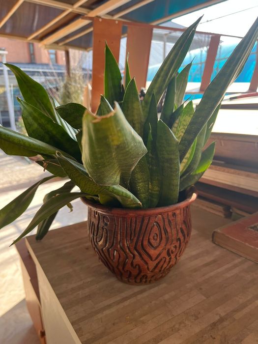 Цветы в хорошем состоянии