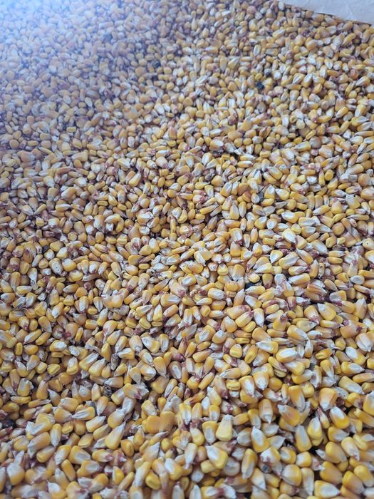 Porumb boabe recolta 2025