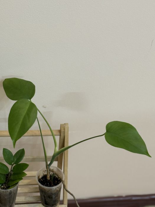 6 отростков за 6500 тенге