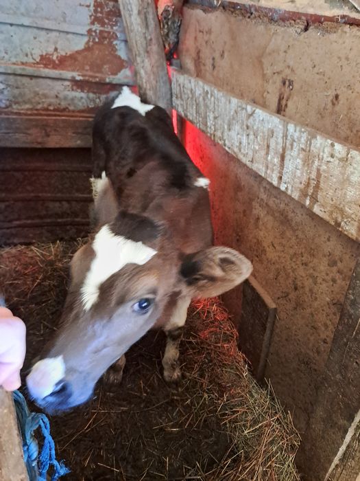 Vand vitea varsta o luna rasa holstein