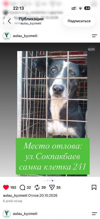 Породистые и дворовые собаки срочно отдам только добрым