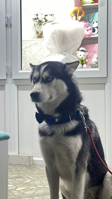 Пропала собака породы Хаски