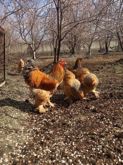 Brama paliviy bir para