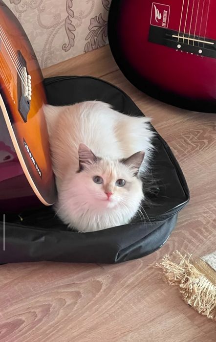 Отдам кошку в хорошие руки