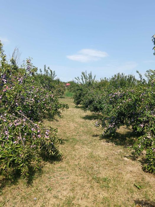 PRUNE de livadă pentru ȚUICĂ, GEM și MASĂ – mai multe SOIURI, preț avantajos!