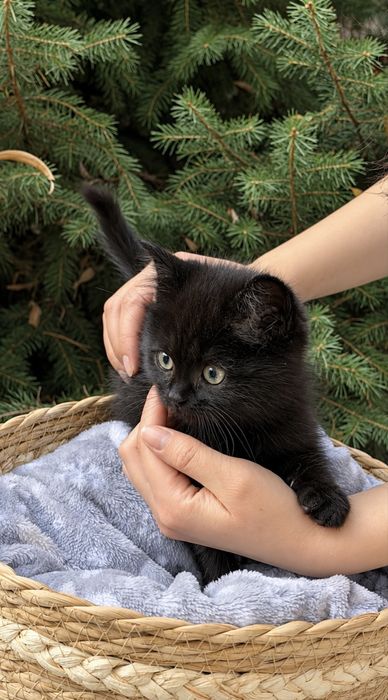 Котята ищут дом