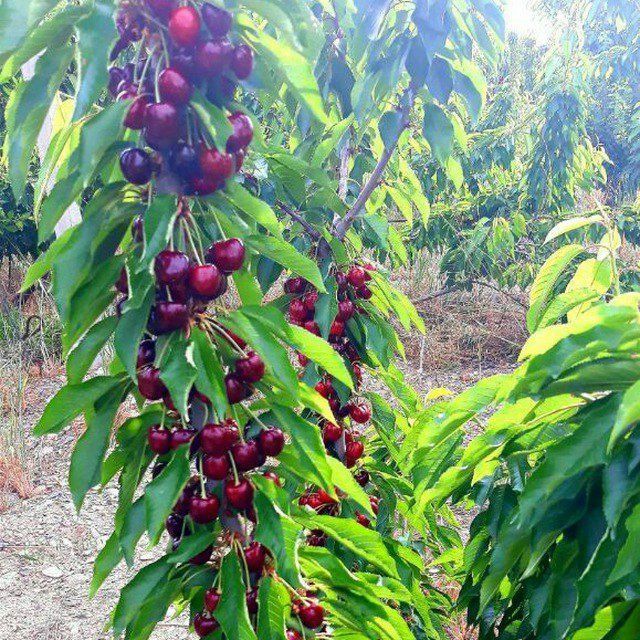 Porno yulduzlarning mushuklari