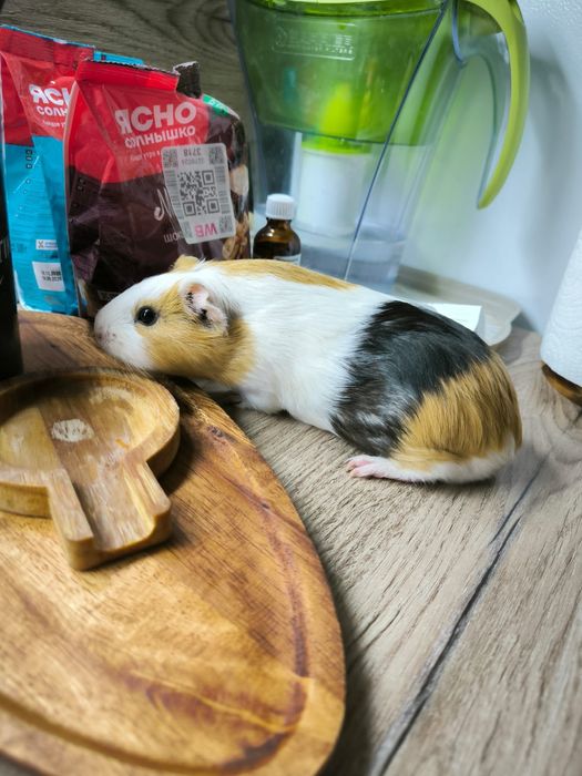 Продам свинок с клеткой