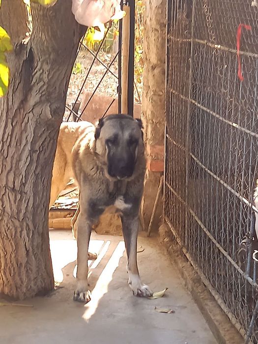 Кангал болалари сотилади ургочилари колган