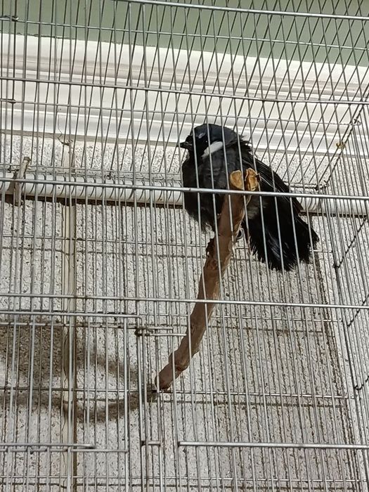 Garulex ŏrmon qushi