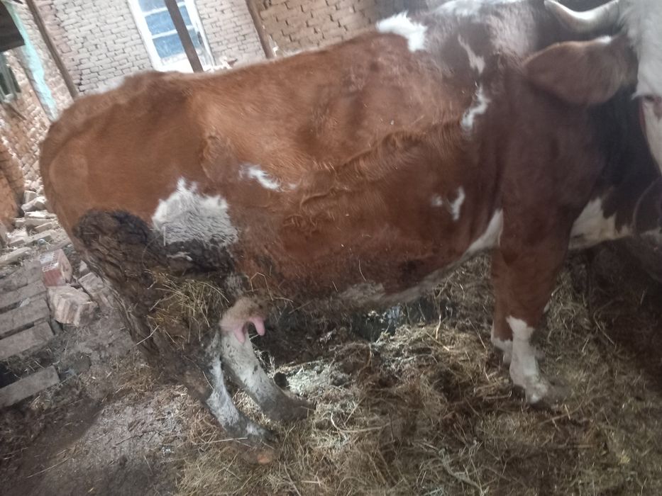 Vând vaca cu vițel