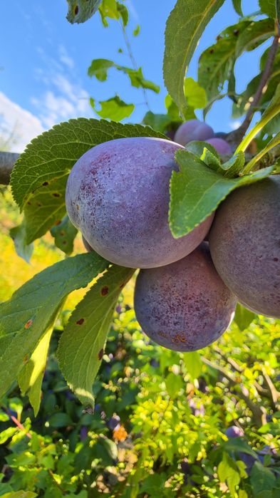 Prune Anaspeth Tuica