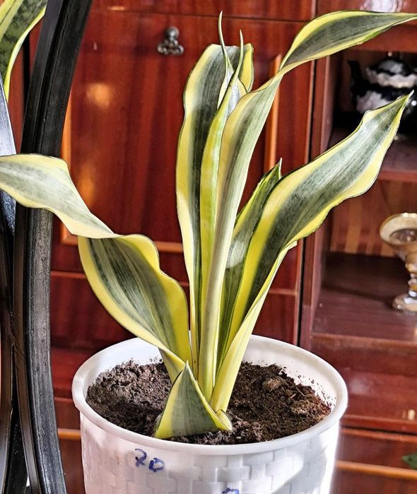 Хар хил турдаги гулларимиз бор