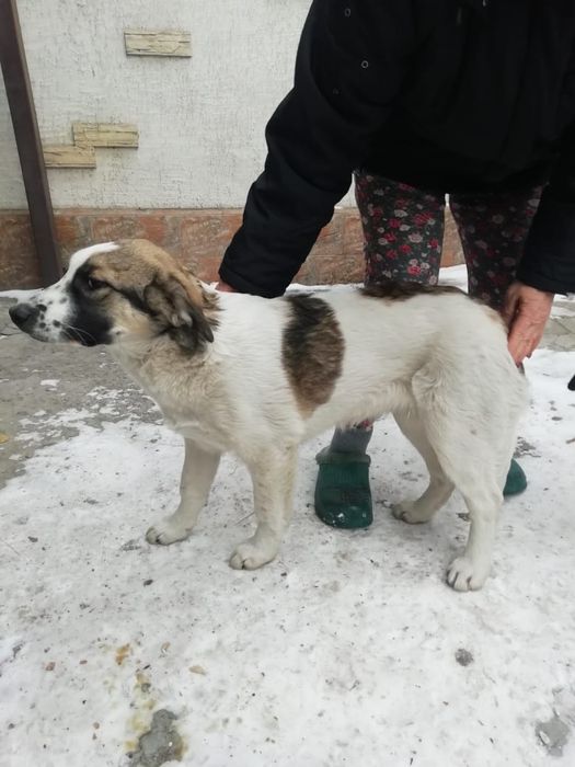 Отдам в хорошие руки