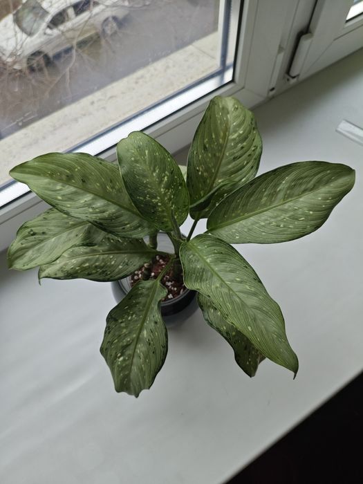 Диффенбахия в кашпо