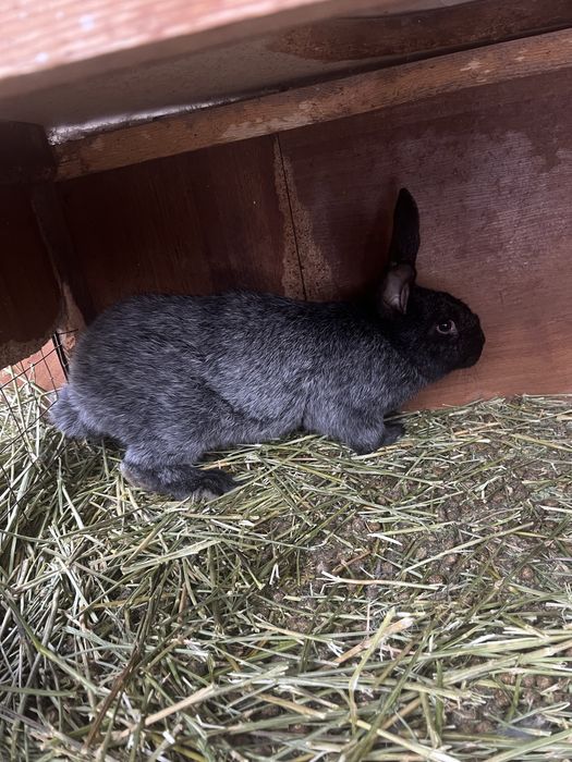 Продам кроликов , крольчата