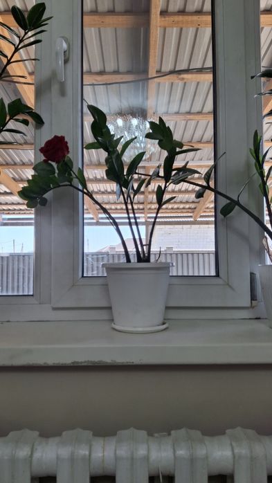 Продаётся цветы  доллар