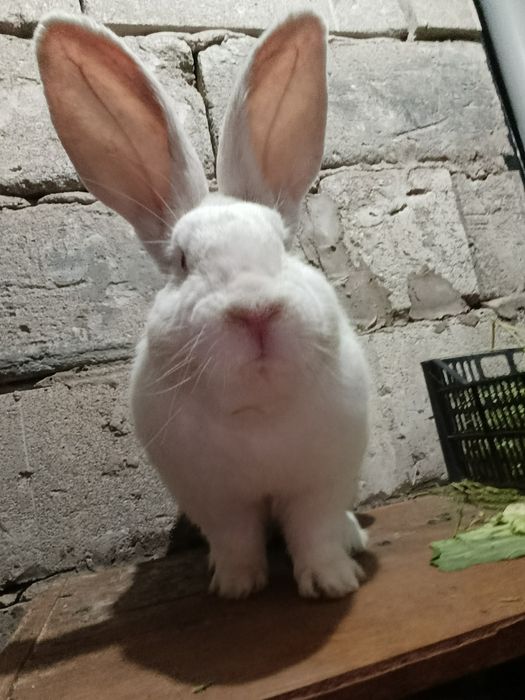 Продам белого Фландера