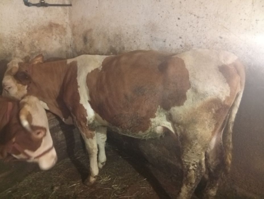 Junincă montată Sita Buzăului, jud. Covasna