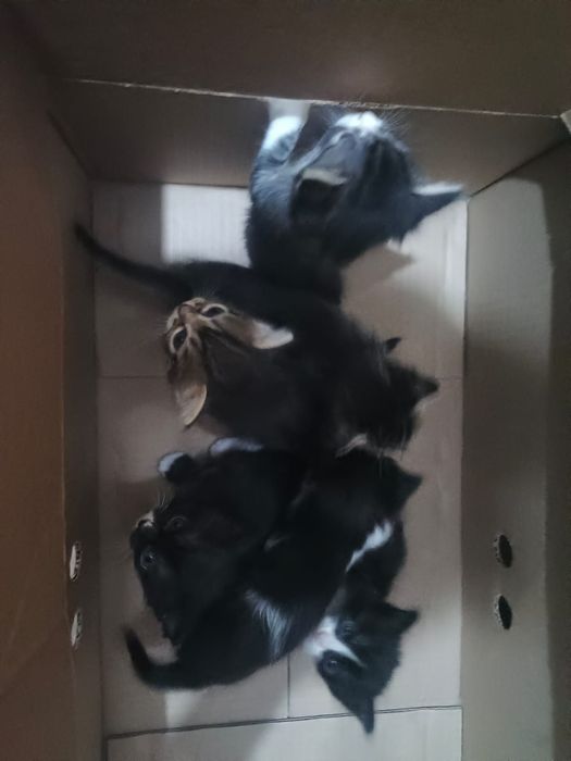 отдам котят в хорошие руки