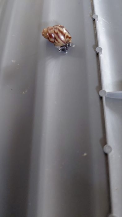 Продам улиток Ахатин