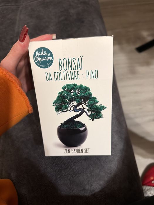 Kit de plantare Bonsai