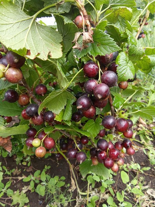 Смородина черная Ядерная