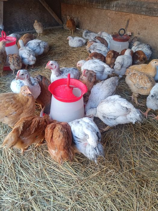 Pui rasa mixta,kabir și Monaco,puicute ouătoare,boboci rată