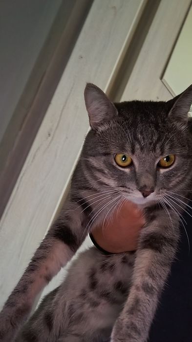 Motan maidanez de adoptie