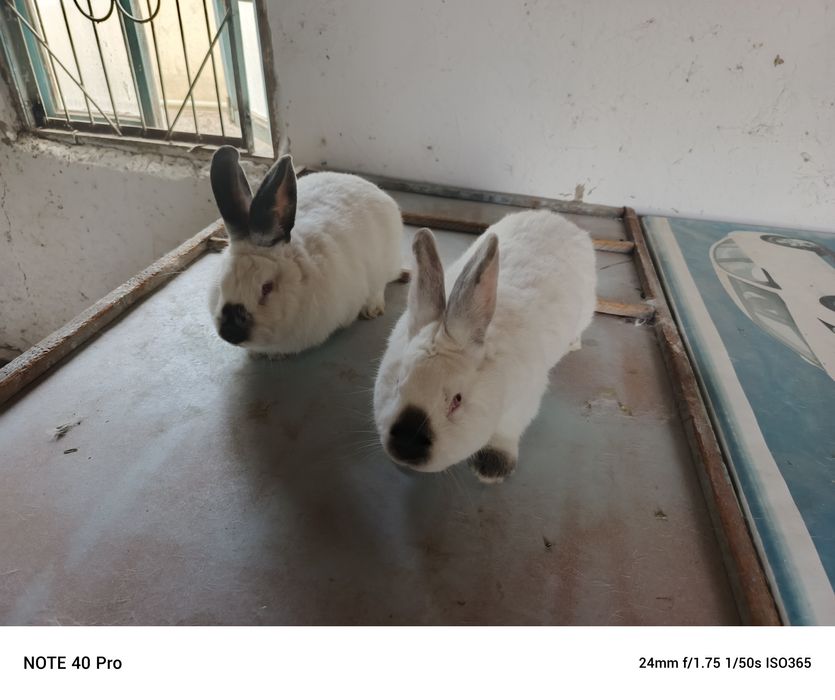 калифорнийские кролики