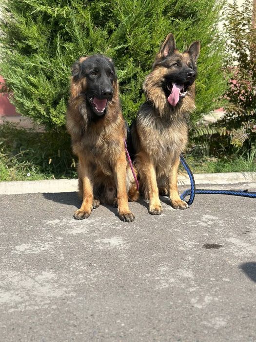 Дрессировка и передержка собак