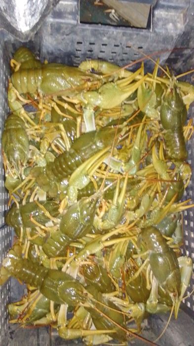 Живые раки оптом.