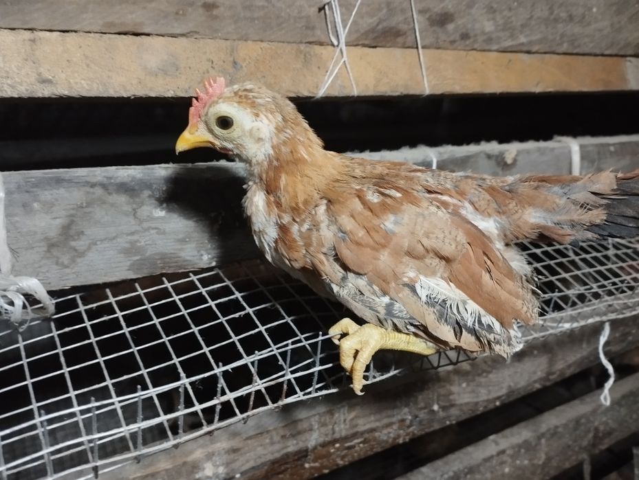 Бентамкалар балапандары.