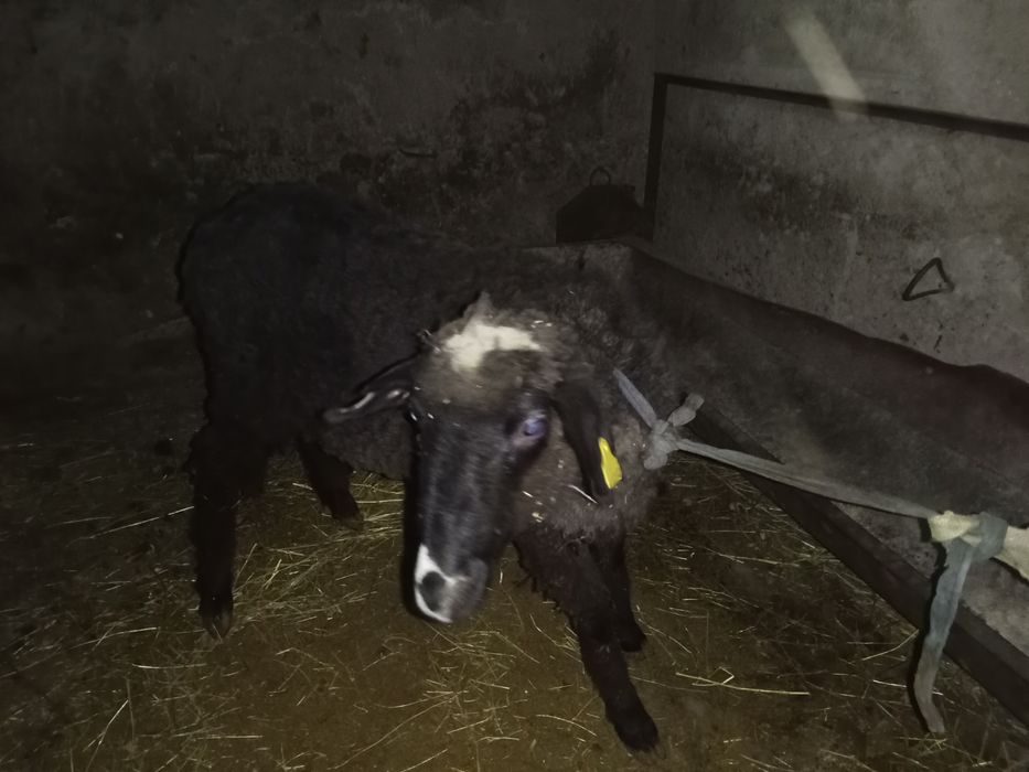 Қошқар семіз  ...