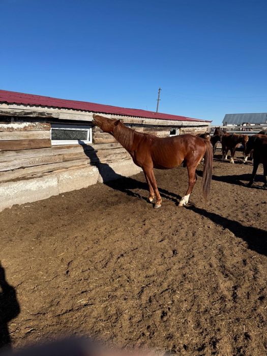 Бес жасар айғыр …