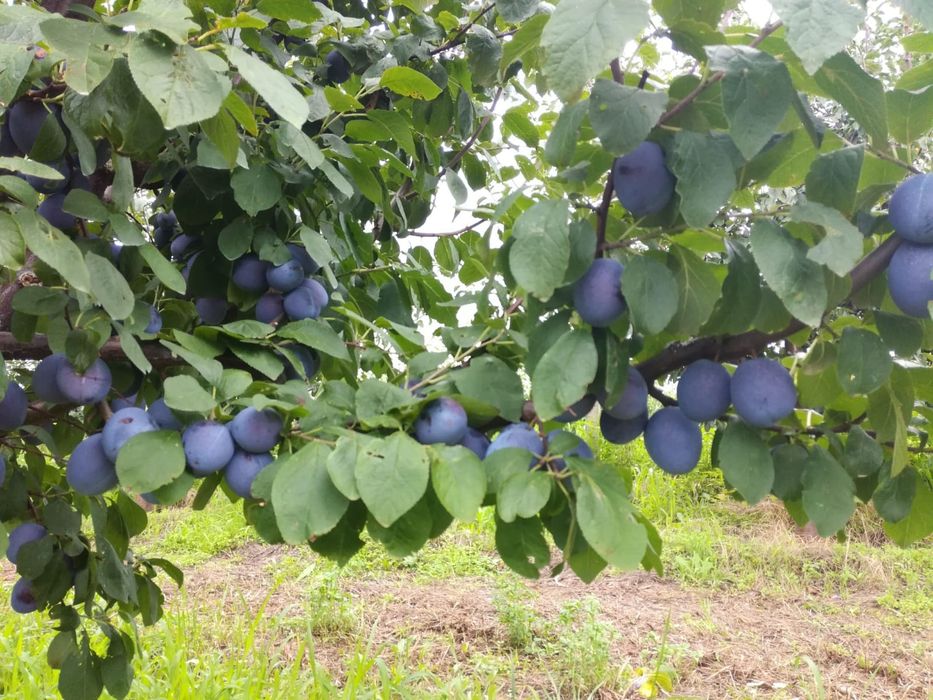 Prune centenar, Stanley și d' agen de masă și țuică  de vanzare