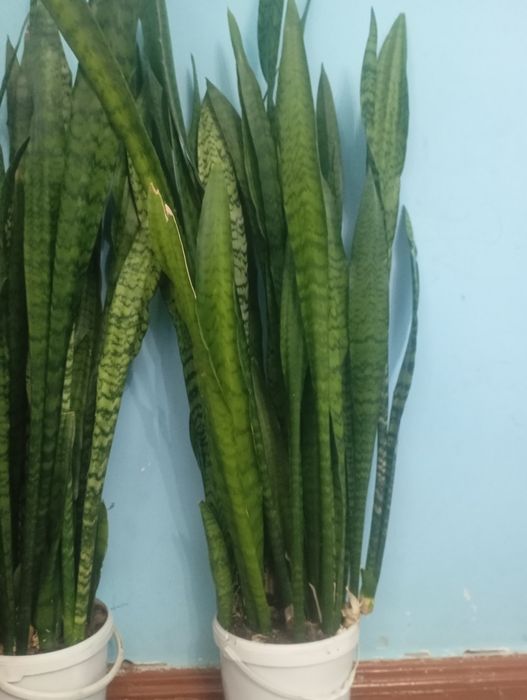 Сад и огород домашние цветы