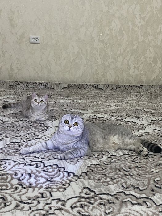 Scotish strayt serebristi shinshilla