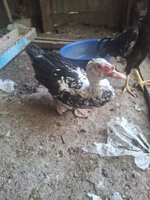 Индоутка қораздары. Обмен.