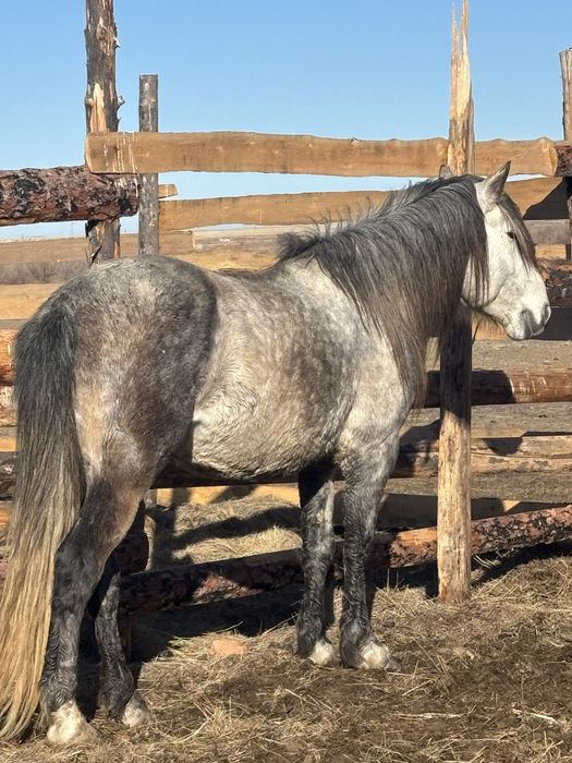 Жеребец табунный